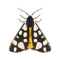 Dorsal side of a Cream-spot tiger moth, Arctia villica, Erebidae family, isolated on white