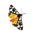 Dorsal side of a Cream-spot tiger moth, Arctia villica, Erebidae family, isolated on white