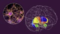 Brain dorsal striatum and its neurons