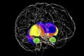 Dorsal striatum and lateral ventricles in the Huntington's disease, 3D illustration