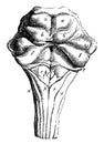 Dorsal Surface of the Pons Varolii, vintage illustration