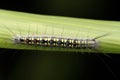 Dorsal of Tussock moth caterpillar, Numenes siletti, Satara, Maharashtra Royalty Free Stock Photo