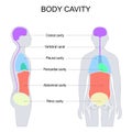 dorsal and ventral body cavities for internal organs or viscera