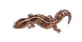 dorsal view of an african fat-tailed gecko, Hemitheconyx caudicinctus