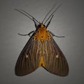 Asian tiger moth with beautiful striped patterns