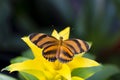 Dorsal view of Banded Orange Heliconian resting on a yellow bromeliad