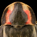 Dorsal view of a Black Firefly