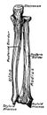 Dorsal View of the Bones of the Forearm, vintage illustration