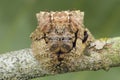 Broad-headed bark spider , Caerostris sp..Broad-headed bark spider Caerostris sp.