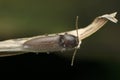 Dorsal view of Click beetle, Gambrinus species, Satara, Maharashtra, Royalty Free Stock Photo