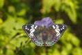 Dorsal view of Common Gaudy Baron butterfly Euthalia lubentina