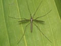 P9280151 European crane fly, Tipula paludosa, on a green leaf, cECP 2023