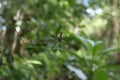 A female Giant Golden Orb Weaver spider on the spider net, dorsal view