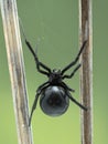 P5130253 dorsal view of female black widow spider on web, Boundary Bay, Delta, Canada cECP 2021 Royalty Free Stock Photo