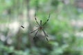 Dorsal view of a giant golden orb weaver spider sitting at the center of spider net Royalty Free Stock Photo