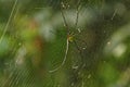 Dorsal View of a Golden Giant Orb Weaver Royalty Free Stock Photo