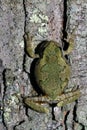 Male gray treefrog on bark of tree, but not calling. Royalty Free Stock Photo