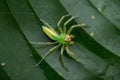 Green jumping spider Epeus flavobilieatus Salticidae