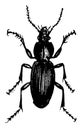 Dorsal View of Ground Beetle, vintage illustration