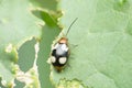 Dorsal view of lady bird betle, Coccinella magnifica, Satara