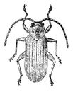 Dorsal View of Leaf Beetle, vintage illustration