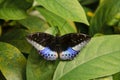 Dorsal view of a male common archduke butterfly Lexias pardalis