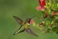 A dorsal view of a Hummingbird