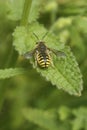 Dorsal view on a male wasp mimicking European, large, wool carder bee, Anthidium manicatum