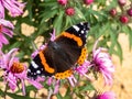 Dorsal view of medium sized butterly The red admiral Vanessa atalanta with black wings, red bands, and white spots sitting on Royalty Free Stock Photo