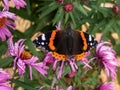 Dorsal view of medium sized butterly The red admiral Vanessa atalanta with black wings, red bands, and white spots sitting on Royalty Free Stock Photo