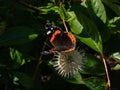 Dorsal view of medium sized butterly The red admiral Vanessa atalanta sitting on flowering plant buttonbush, button-willow or Royalty Free Stock Photo
