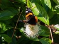 Dorsal view of medium sized butterly The red admiral Vanessa atalanta sitting on flowering plant buttonbush, button-willow or Royalty Free Stock Photo