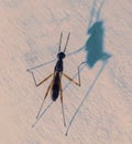 Dorsal view of Mimegralla coeruleifrons on a beige background