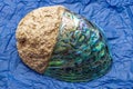 Dorsal View Of New Zealand Origin Paua Abalone Shell With A Multicolored Opalescent Surface Royalty Free Stock Photo