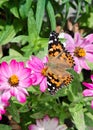 Dorsal view of a Painted Lady butterfly feeding on a zinnia flower Royalty Free Stock Photo