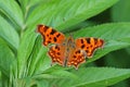 Polygonia c-album , The comma butterfly on green leaf Royalty Free Stock Photo