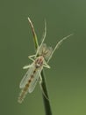 P5160040 dorsal view of a male nonbiting midge chironomid with chacteristic plumose antennae cECP 2021