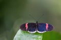 Dorsal view of red postman Heliconius erato butterfly Royalty Free Stock Photo