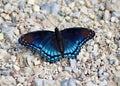 Dorsal view of a Red-Spotted Purple Admiral butterfly, Limenits arthemis Royalty Free Stock Photo