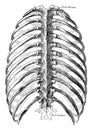 Dorsal View of Thorax, vintage illustration