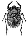 Dorsal View of Toad Bug, vintage illustration