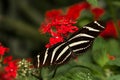 Zebra Longwing