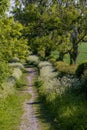 Dorset country footpath.