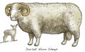 Dorset Horn Sheep