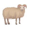 Detailed flat vector icon of dorset male sheep. Cute farm animal. Ram with beige woolly coat and curved horns