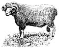 Dorset ram I Antique Animal Illustrations