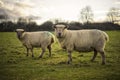 Dorset Sheep