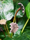 Dorstenia elata turnerifolia Matress Button ,bahiensis plant of the family Congo fig Moraceae