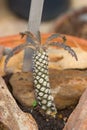 Dorstenia Foetida. Royalty Free Stock Photo