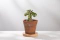Dorstenia Plant. Royalty Free Stock Photo